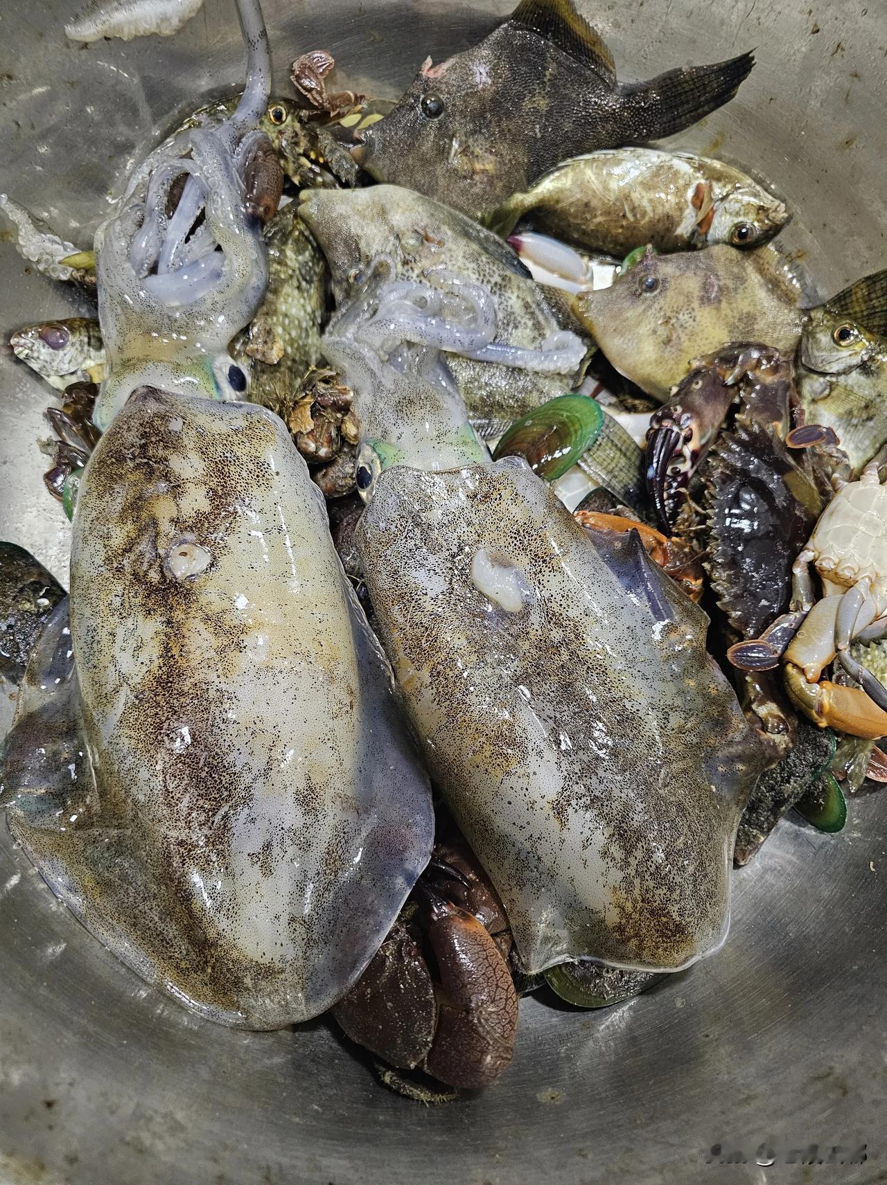 最近海水一直都很混，今晚好不容易稍微有点能见度，忍不住又下海夜潜搞货了。由于下水