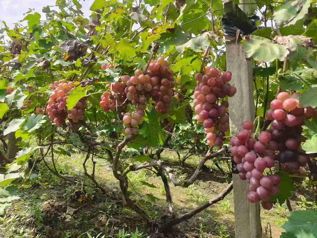 我的今日状态：😎自信酷炫
我这里的天气：🍂微风