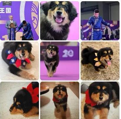 “笨笨狼”出征，寸草不生！霍思燕家4个月大的“草原战神”，竟在青岛干翻了一群洋犬