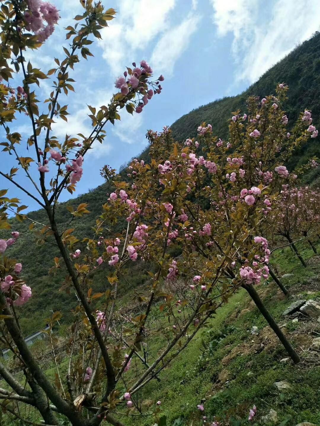 春日生活打卡季