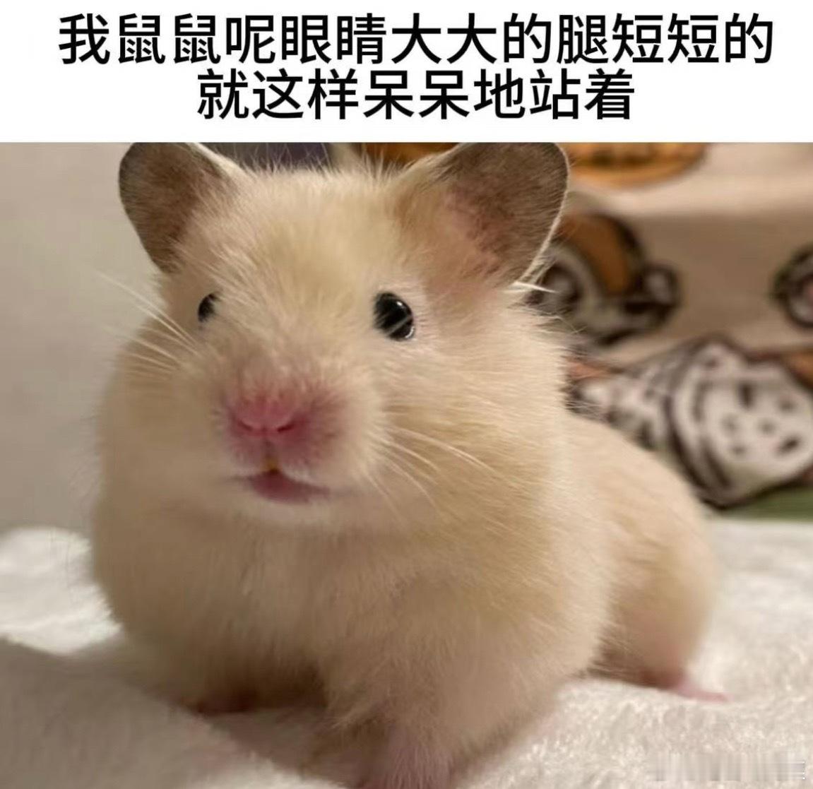 隐约想起昨天半夜半梦半醒上撤硕回来以后被迎面走来的wmm抵房门上了，于是我刚去问
