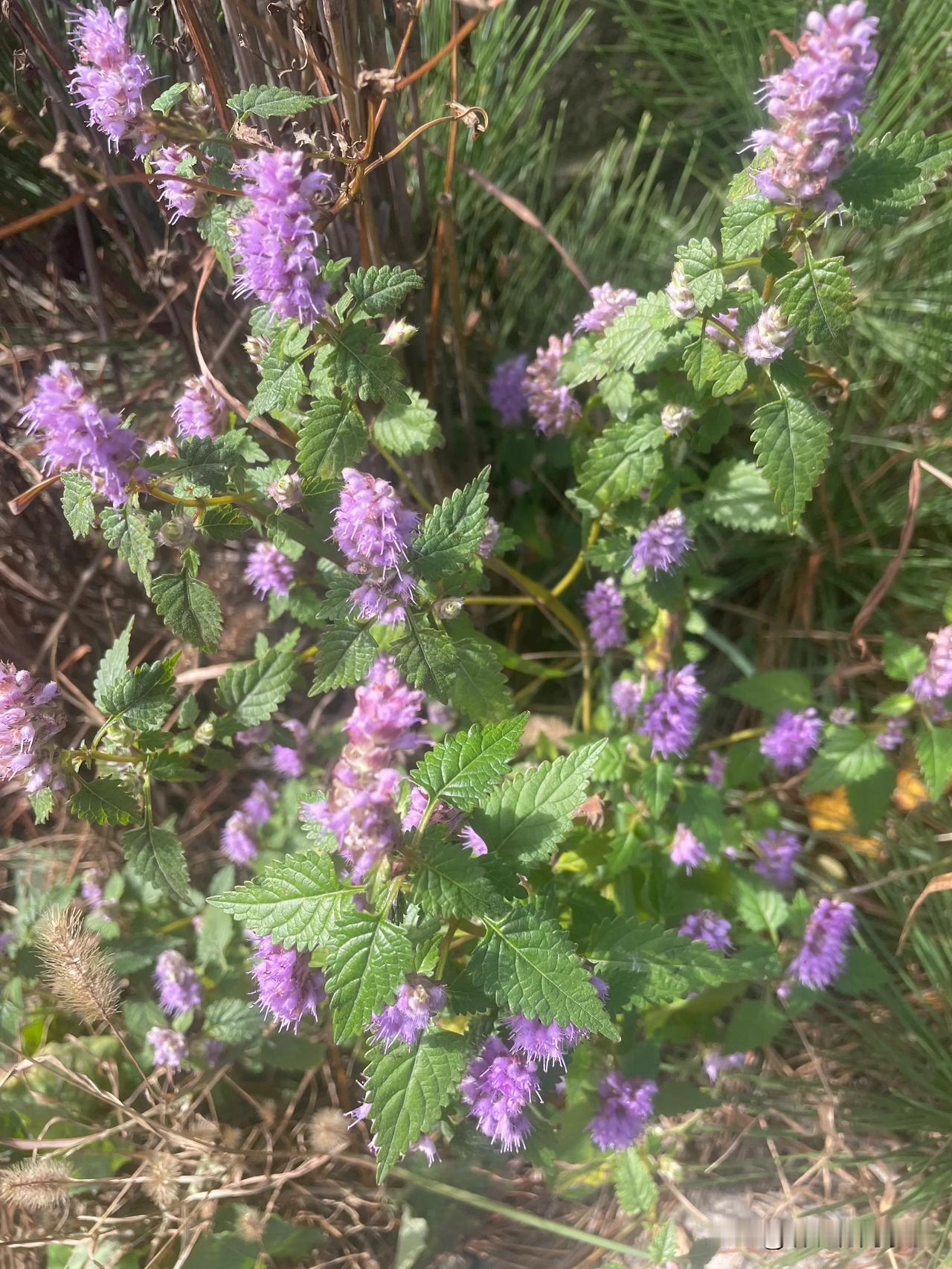 #分享你手机中的花花草草#
野花与家花
有什么区别
看着家花艳
总感野花香
家花