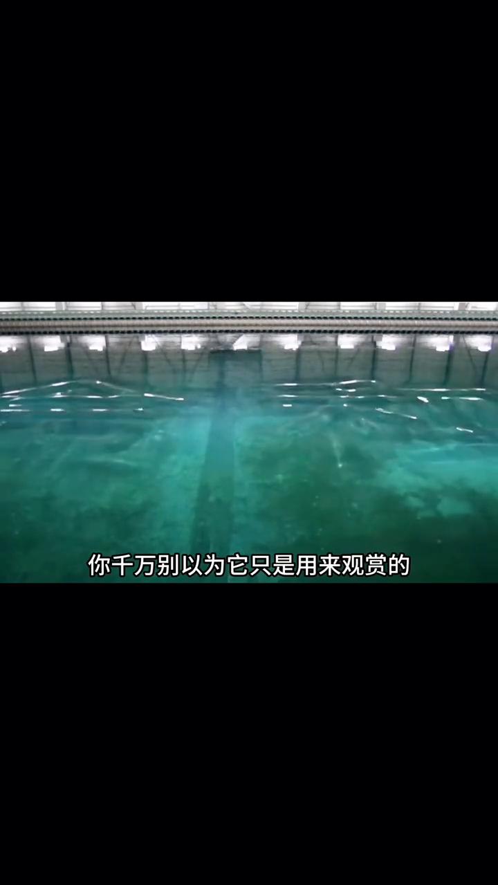 水波干涉。
这水池里的这些水可不是特效或者是AI生成的，这些水就像有生命一般随心