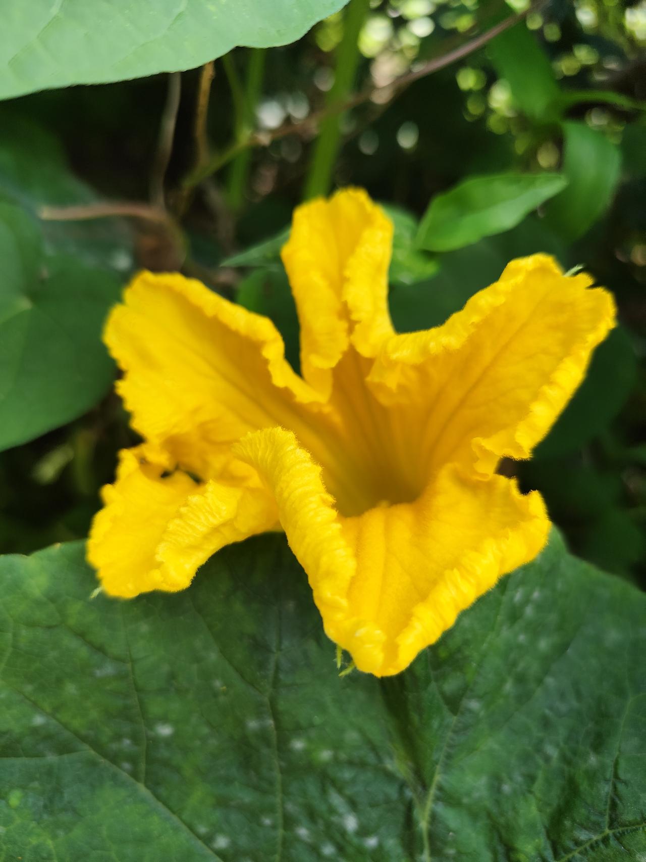 南瓜开花也美丽
   夏日时节，南瓜开花了。花朵硕大，颜色金黄，还开始结出小南瓜