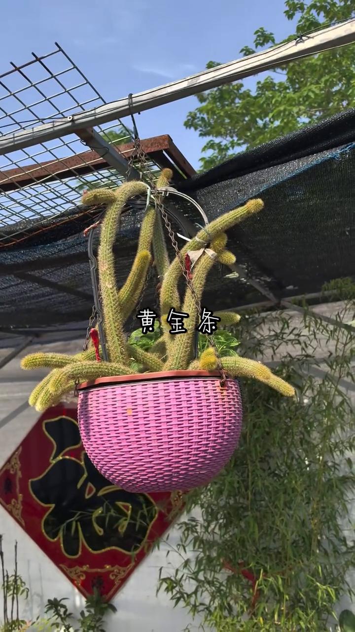 黄金条。