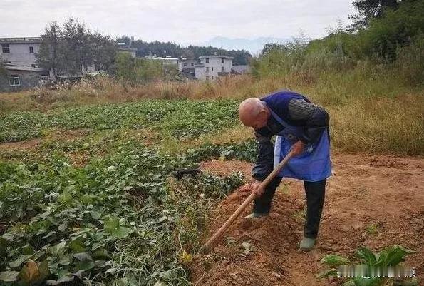 公园跳舞的老人和田里劳作的老人很好地诠释了什么是冰火两重天！

来源:逍遥论经