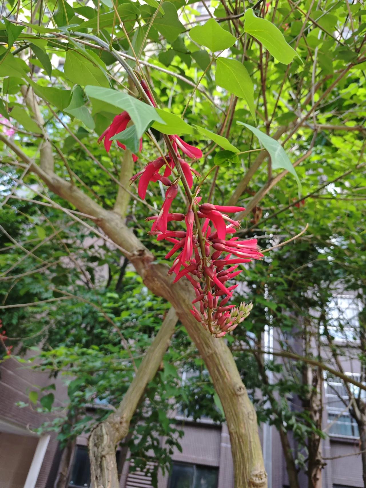 有条友知道这是什么花儿吗？