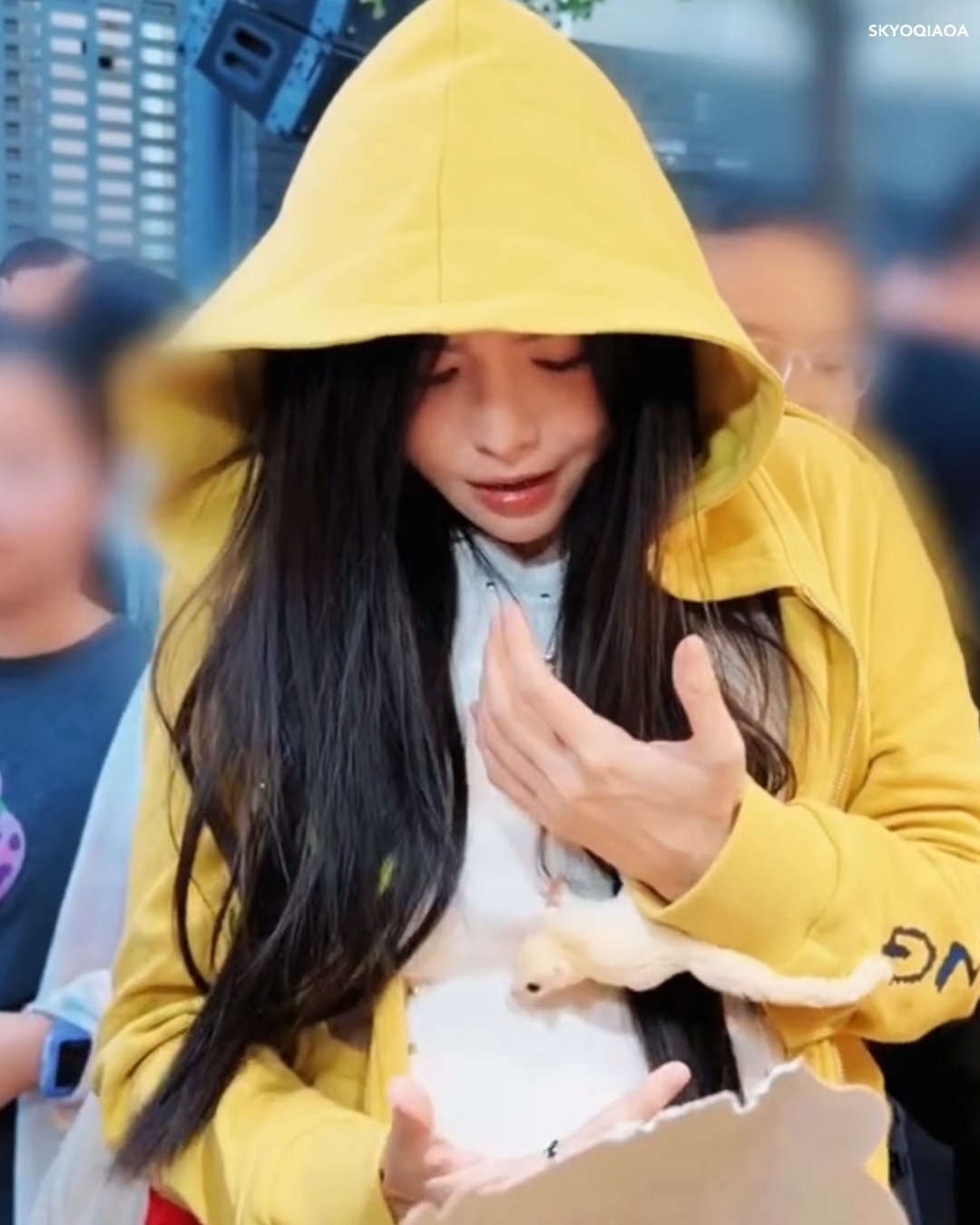 啊哈哈吓出蜡笔小新音惹！快看呐介里有只萌萌笨笨猪哇😋于文文世一萌 ​​​