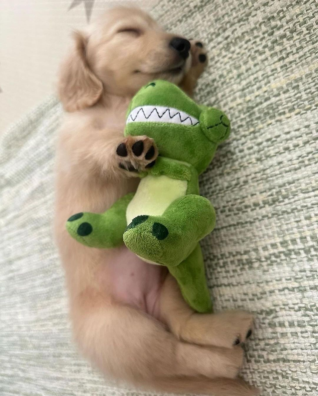 小狗和它的阿贝贝 