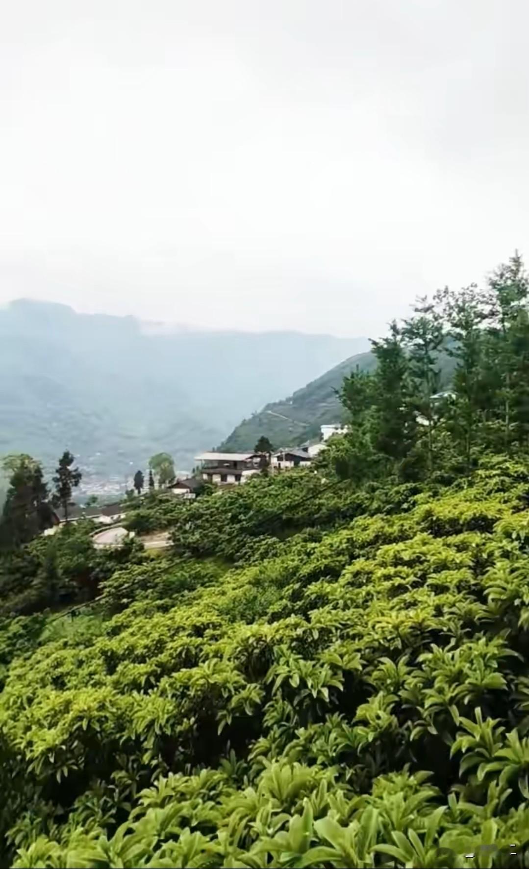 山里的春天着实太妙啦！
漫山茶树都萌发出新叶，
绿得耀眼，
雾霭中的远山显得格外