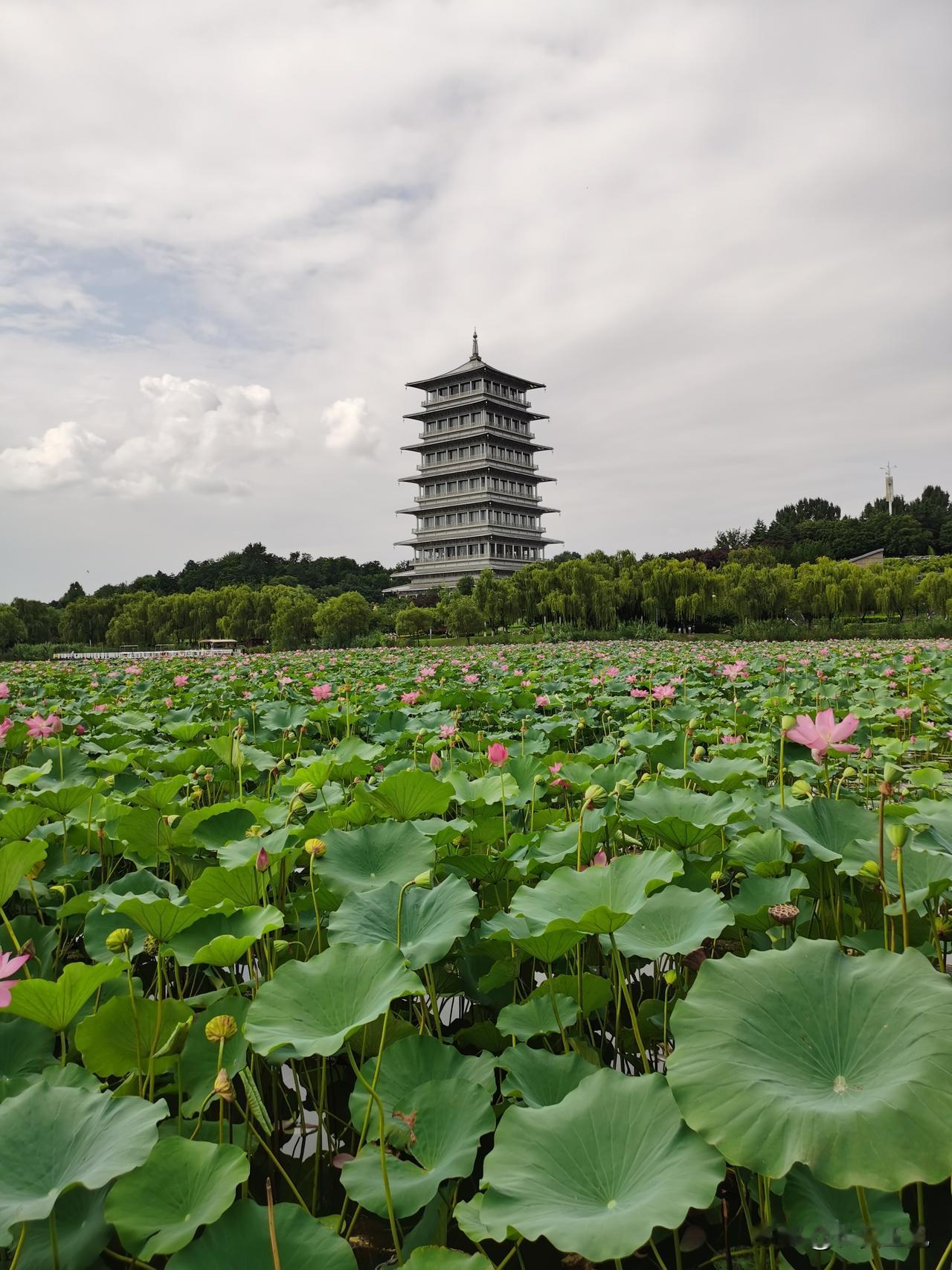 一场夜雨，浇灭西安火炉，早晨起来，凉风习习，被火炉烤了数日，难得过上一个凉快周日
