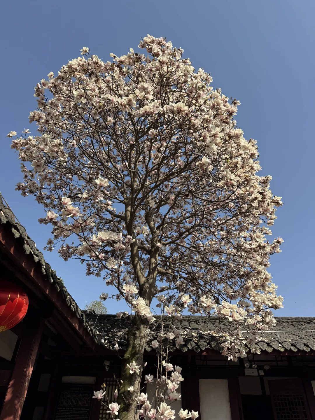 成都玉兰花顶流！来了有一万人吧！