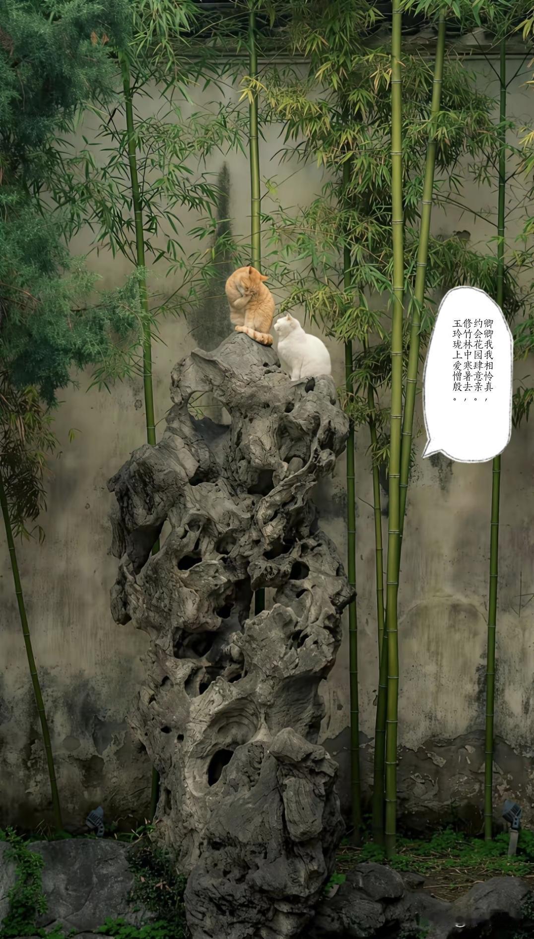偶见一照片，小白大橘坐在太湖石上，背后修竹和墙壁，宛如古画。口占一绝。
卿卿我我