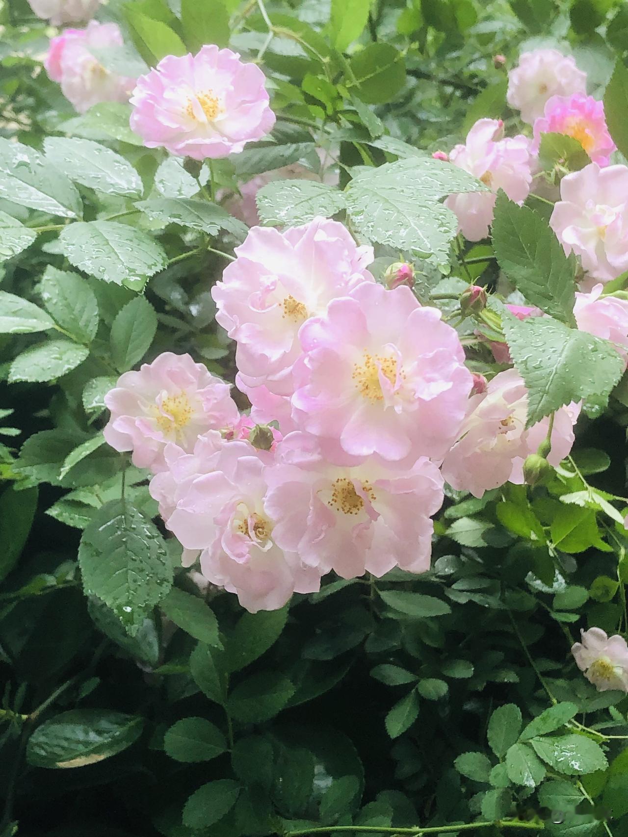 我们小区里面的花花草草品种多样，除了四季常青的绿植，还有开心农场里的鲜花，黄木香