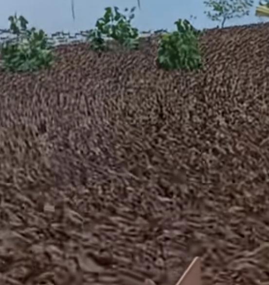 千军万马乌拉拉好多好多丫