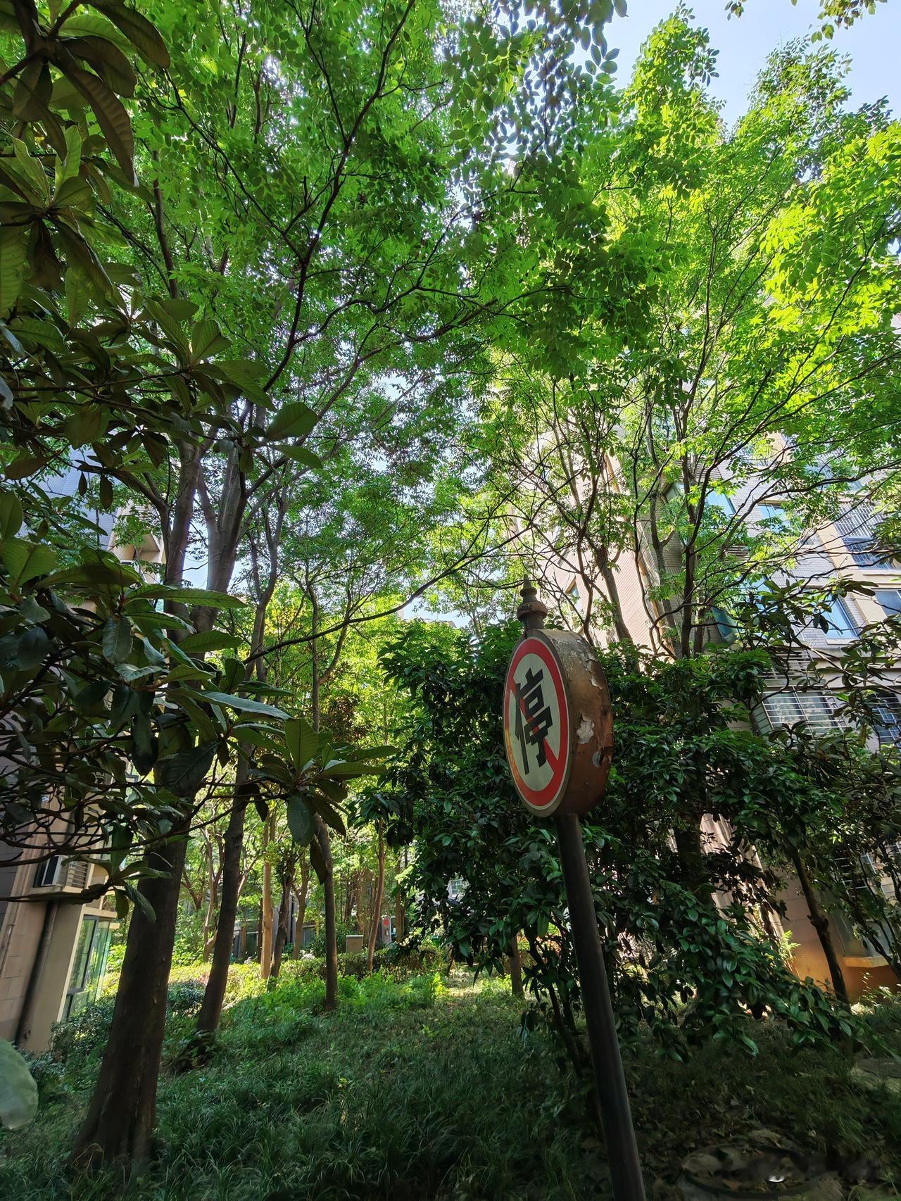 小区绿化太好了，像个公园，树木都长合缝了，但也带来烦恼，每天早晨被鸟鸣声叫醒，尤