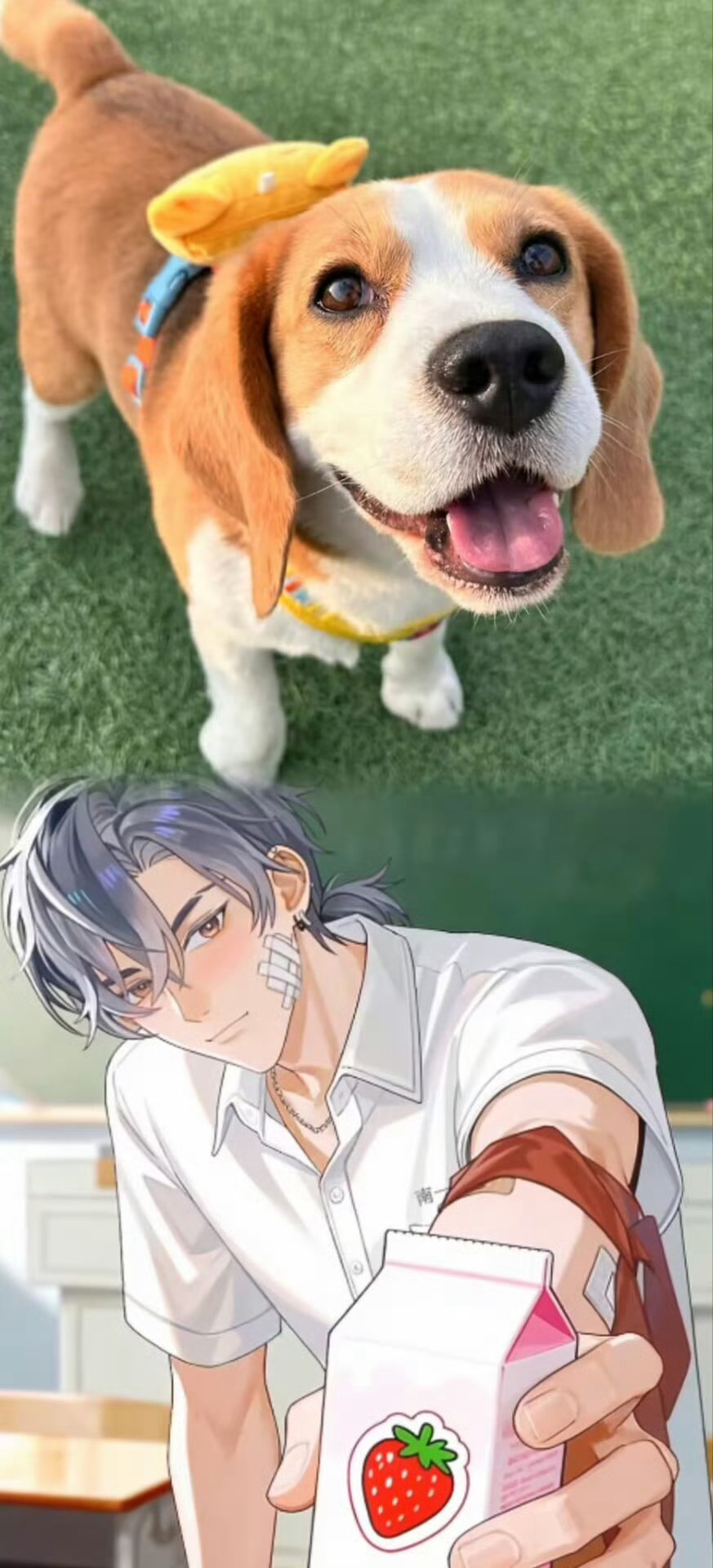 国漫比格犬男友上桌了周往这只傲娇比格男友真的会撩！打开电脑就见他在桌面撒欢，戳他