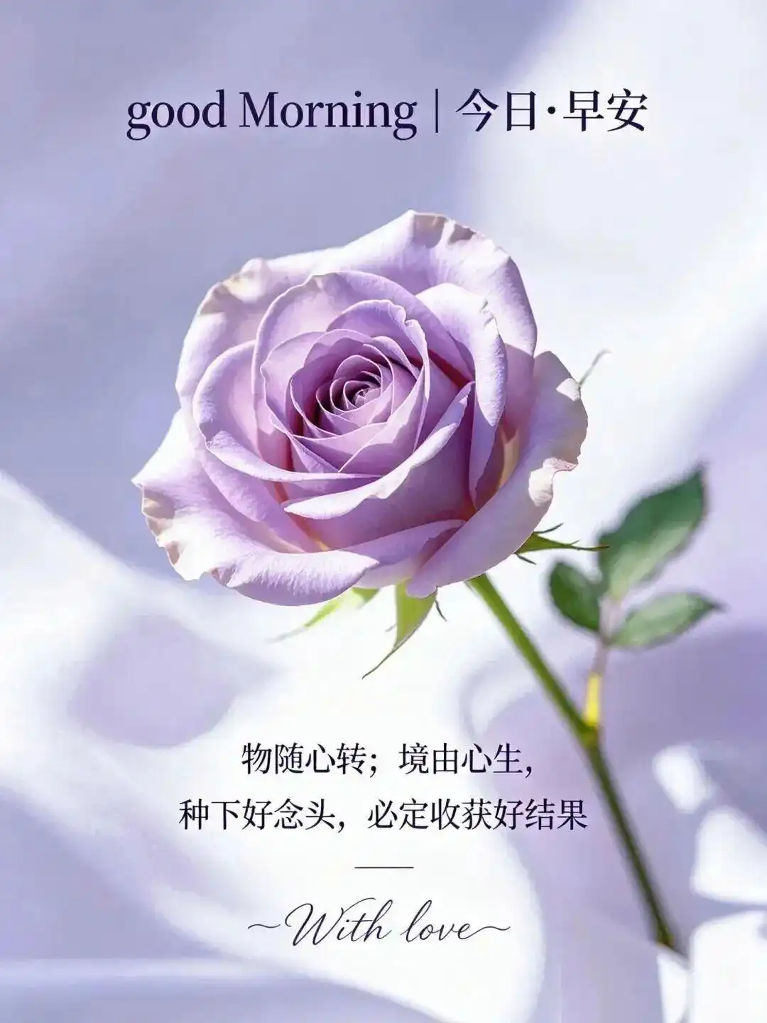 今天是2026年8月5日，星期三🌹🌞。推开窗，阳光像老朋友一样不请自来，不刺