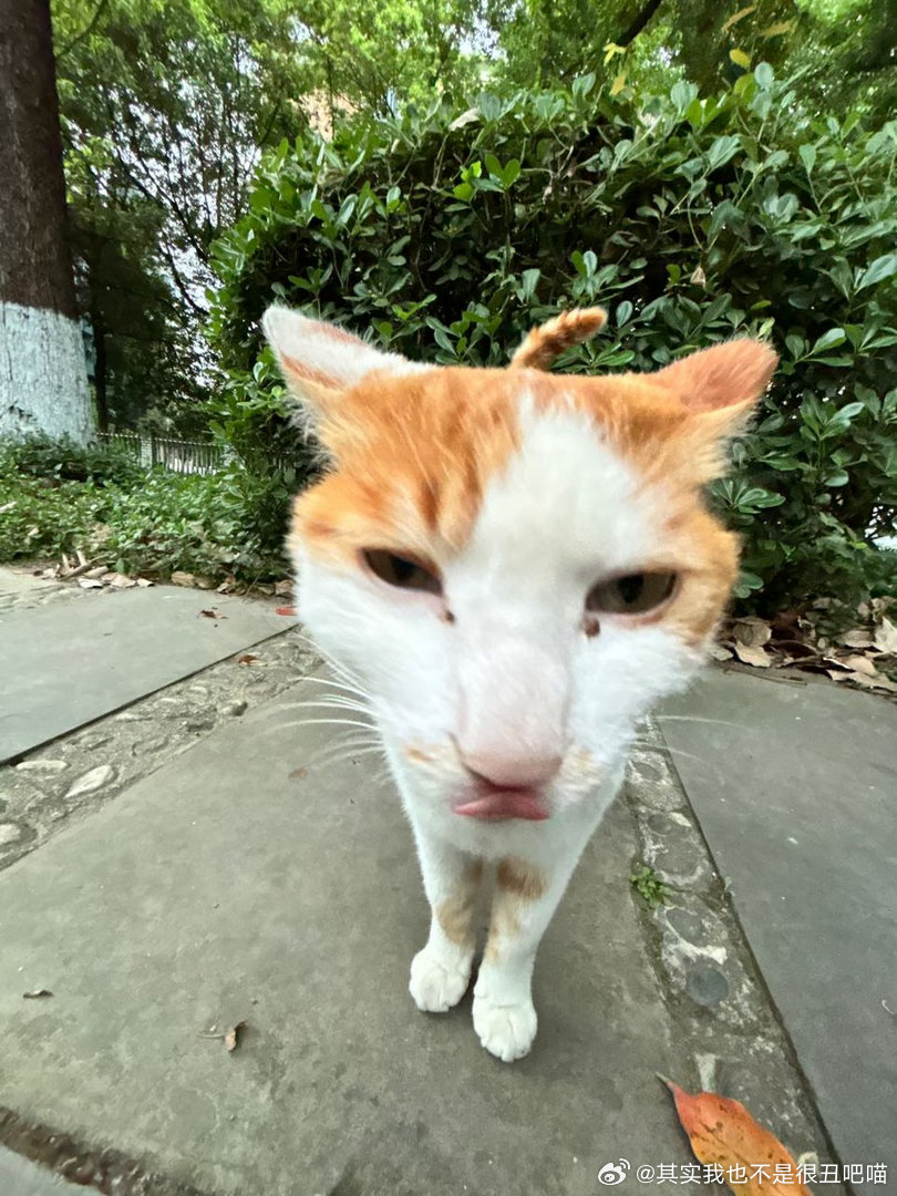 50787【丑猫】两粒岩石更是点睛之笔 