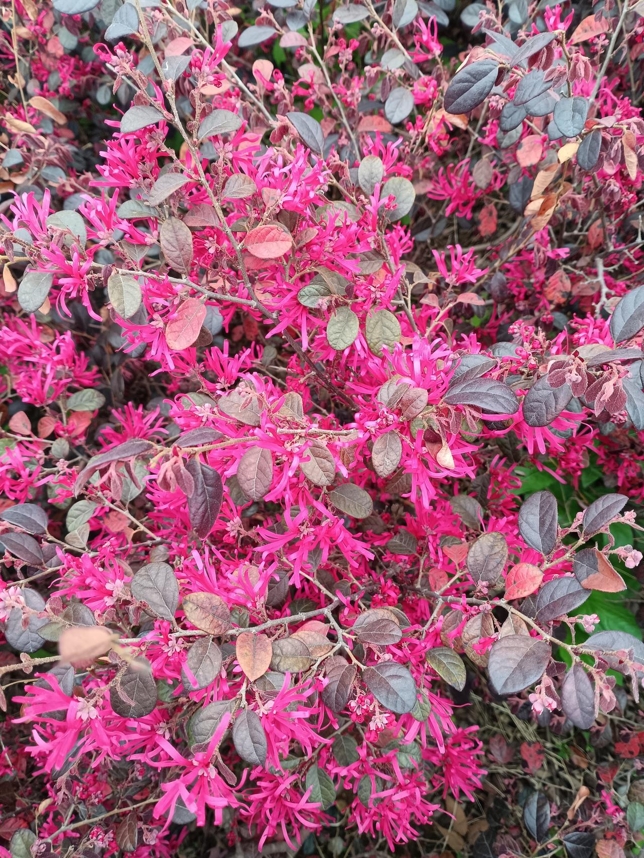 嫣红似火绽枝头，紫叶轻摇映春光。满树繁花如流苏，满目红火藏吉祥。