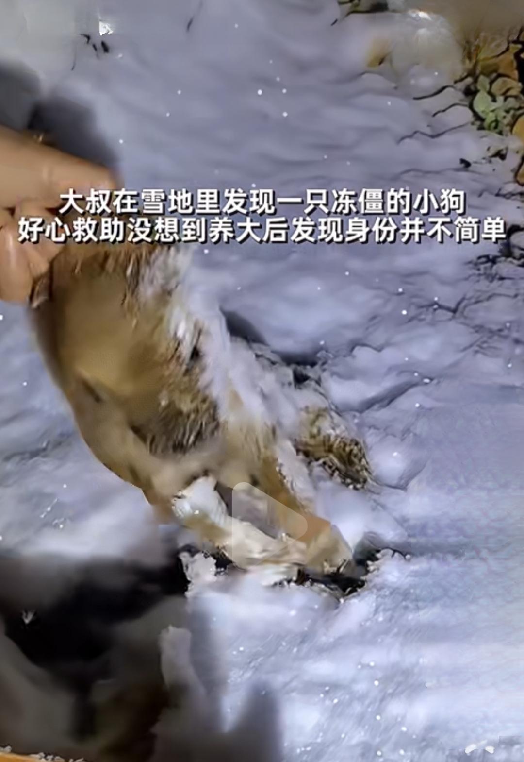 雪地里发现一只冻僵的小狗，养大后才发现身份并不简单，竟然是狼。这一幕，像极了电影