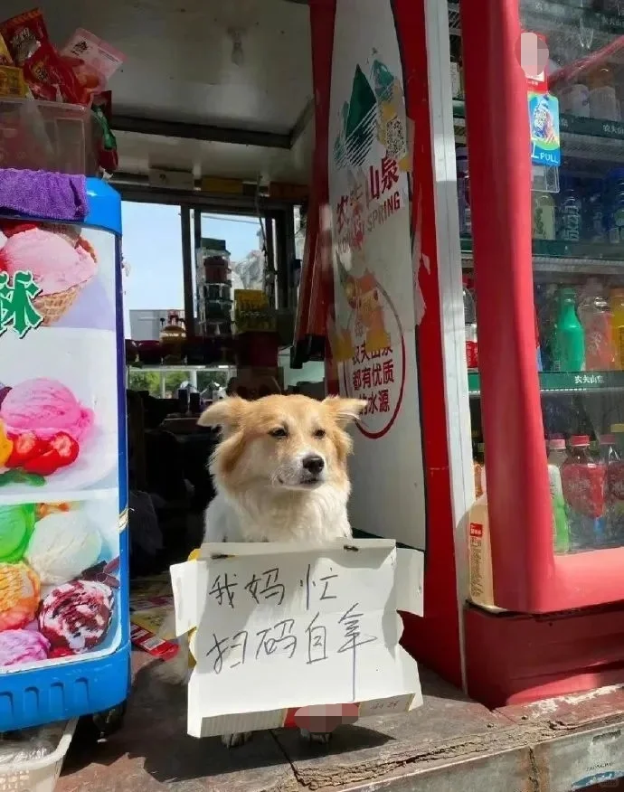 狗狗可爱哈哈哈哈哈哈哈哈搞笑图片梗图合集