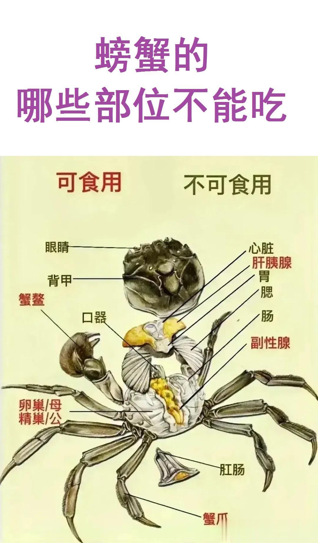 螃蟹的哪些部位不能吃？

第一：心脏不能吃。

第二：胃不能吃；

第三：腮不能