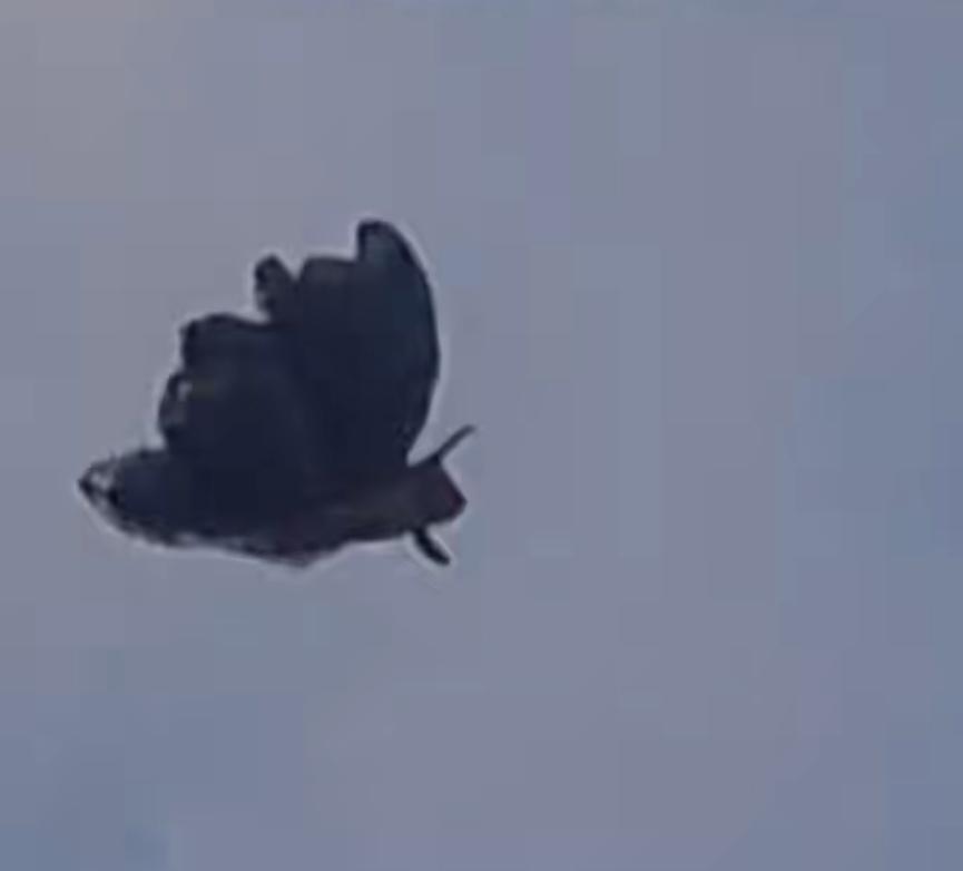 近日，包头禁飞区突然窜出个形状像巨型蝴蝶一样的不速之客，比老头乐还大，扑棱着翅膀