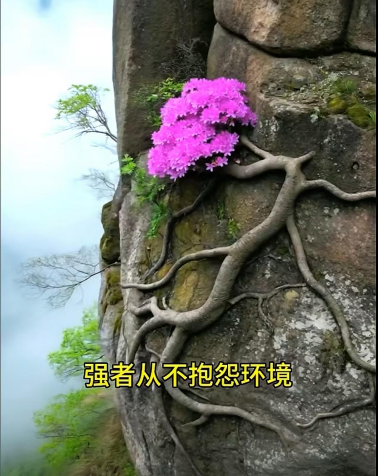 我与旧事归于尽，
来年依旧迎花开！