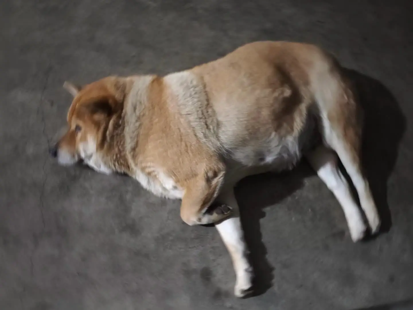 十二生肖占了俩.