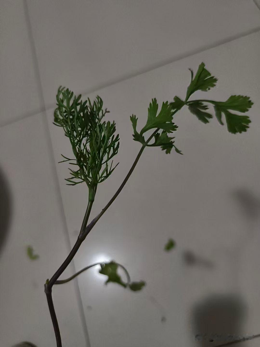不懂就要问，求科普:这是茴香还是香菜呢？
