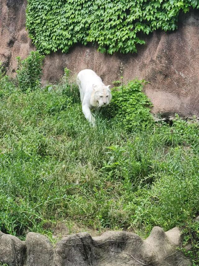 青岛动物园的灰狼是在夲地捕捉的、薮猫、白虎分别来自哪里，你知道吗？
灰狼：青岛动
