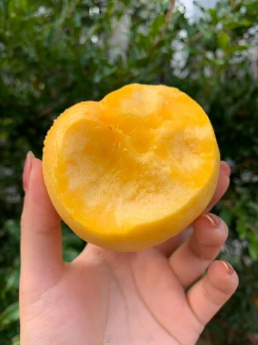 蒙阴油桃来啦 一桃两吃！！收到脆 放放会软每年这个时候都是桃子的香气放软了吃爆汁