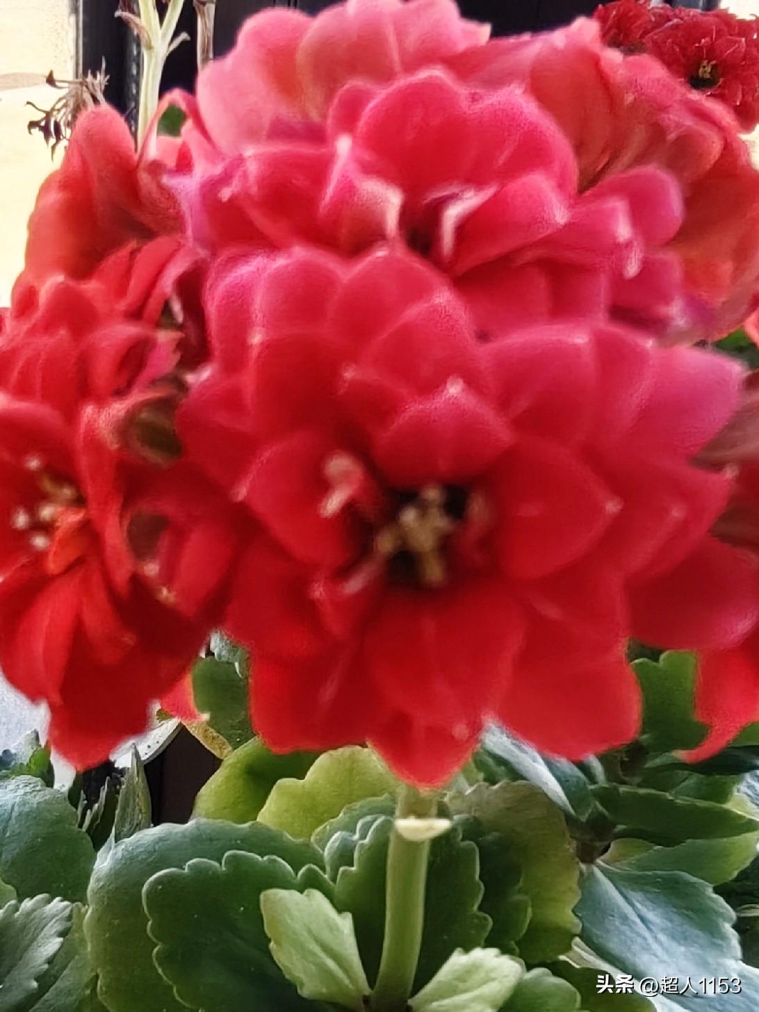 家里的长寿花开了，

拍下美丽的长寿花。

花儿是不是很美呀！