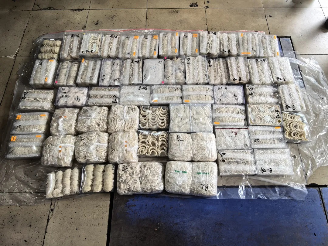 深圳湾海关连续查获2辆跨境客车 在高压电池与车身底盘之间特制