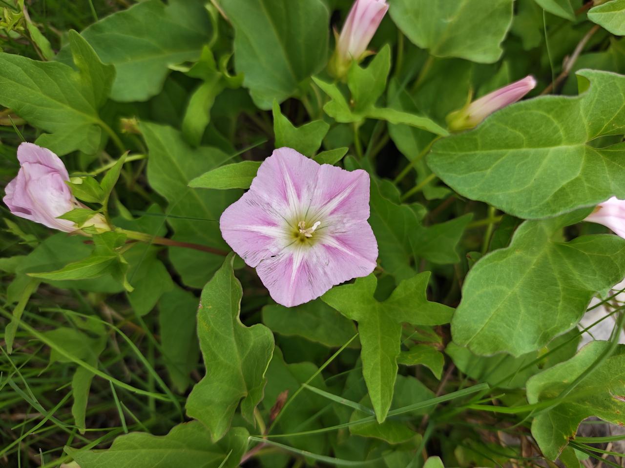。‌‌
部分地区嫩叶可作为野菜食用。野菜花卉 农村一植草药 蓝花野草 可食用野草