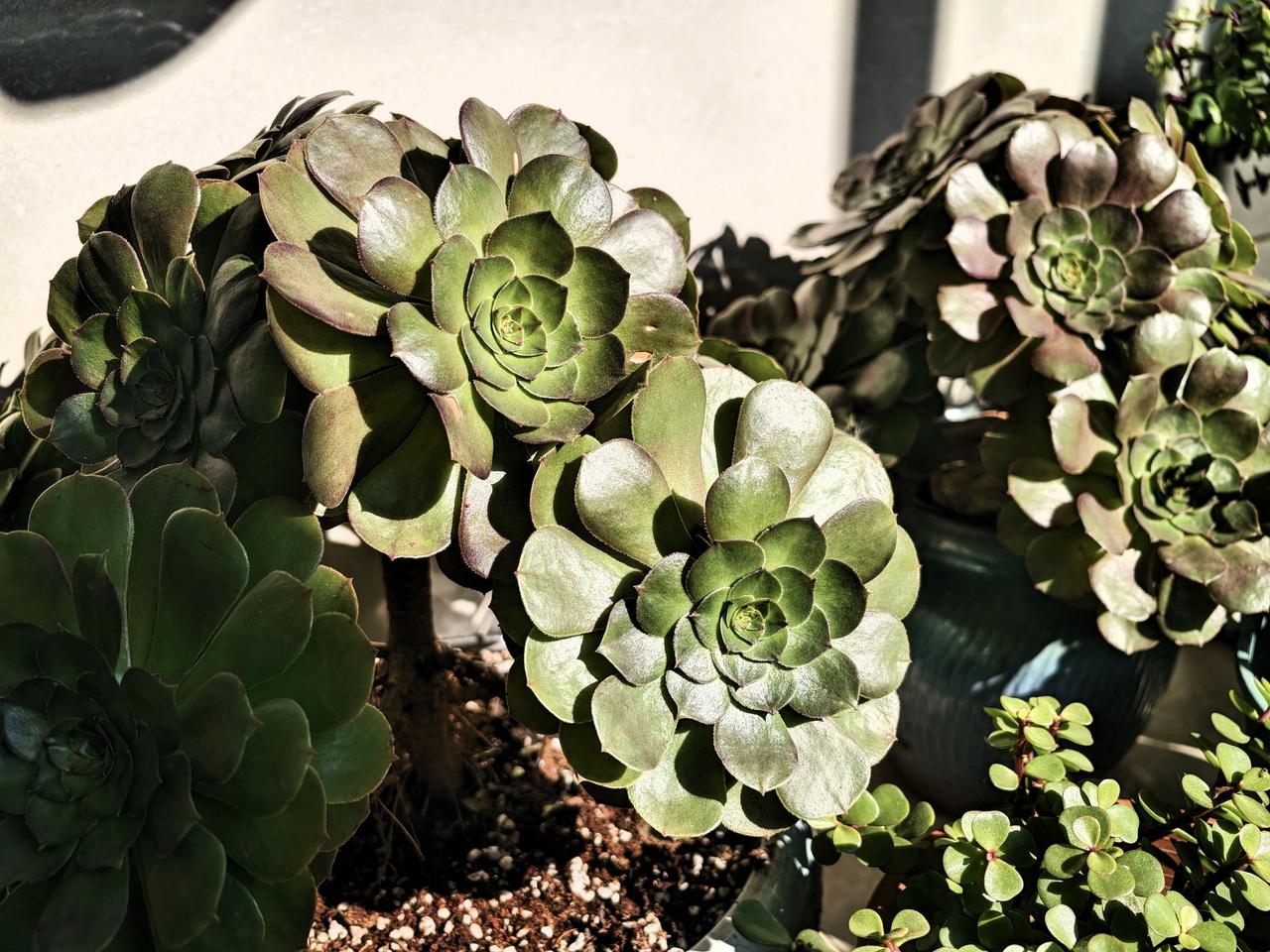 我的【法师】在冬季茁壮成长着[赞]
阳台上温度高，阳光好，又通风
12月了，还在