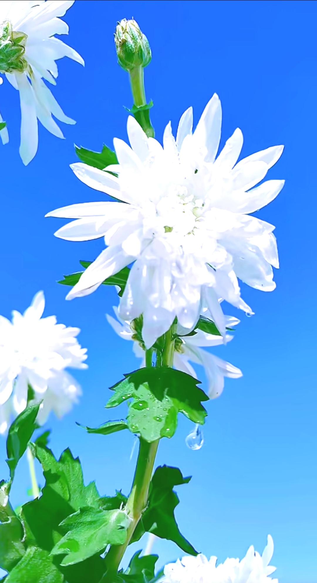 人类的最高智慧是什么？我觉得是认清生活真相后仍热爱生活，以及在复杂现实中掌握“平