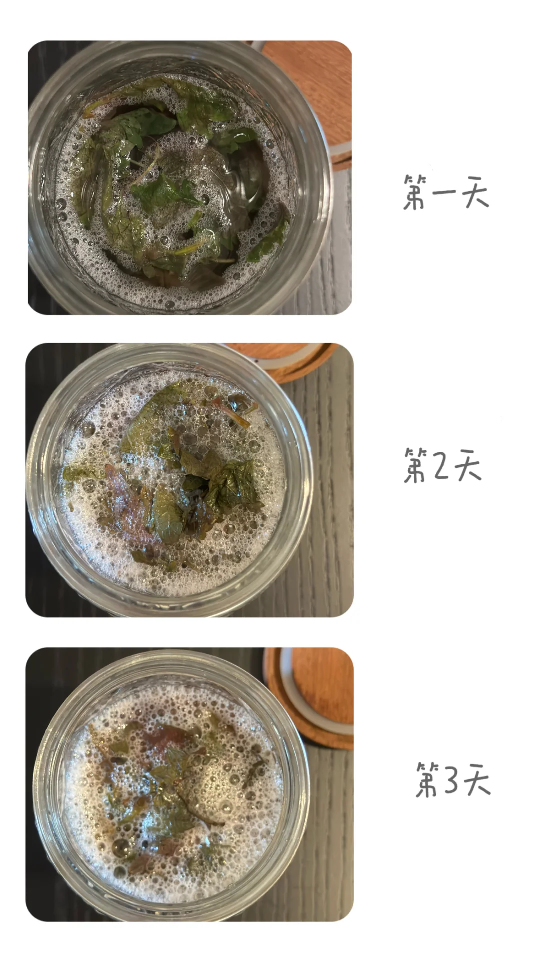 紫苏酵液