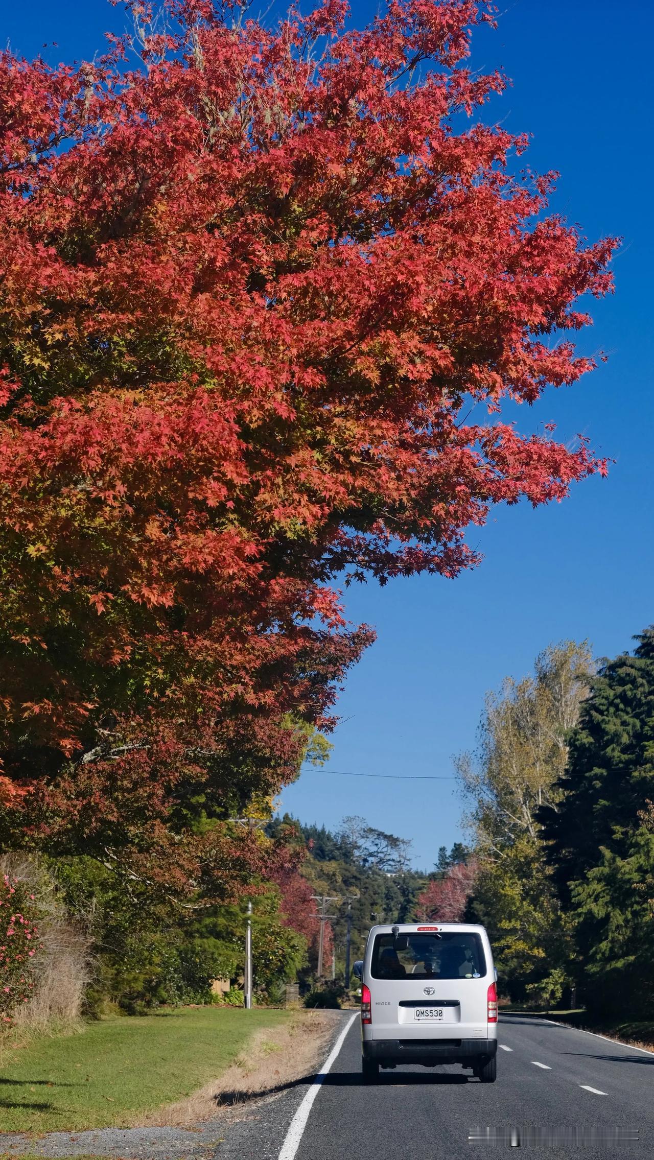 新西兰的秋天真的是不需要滤镜和P图的，每天随手拍都是美景！
没来之前只是听说过新