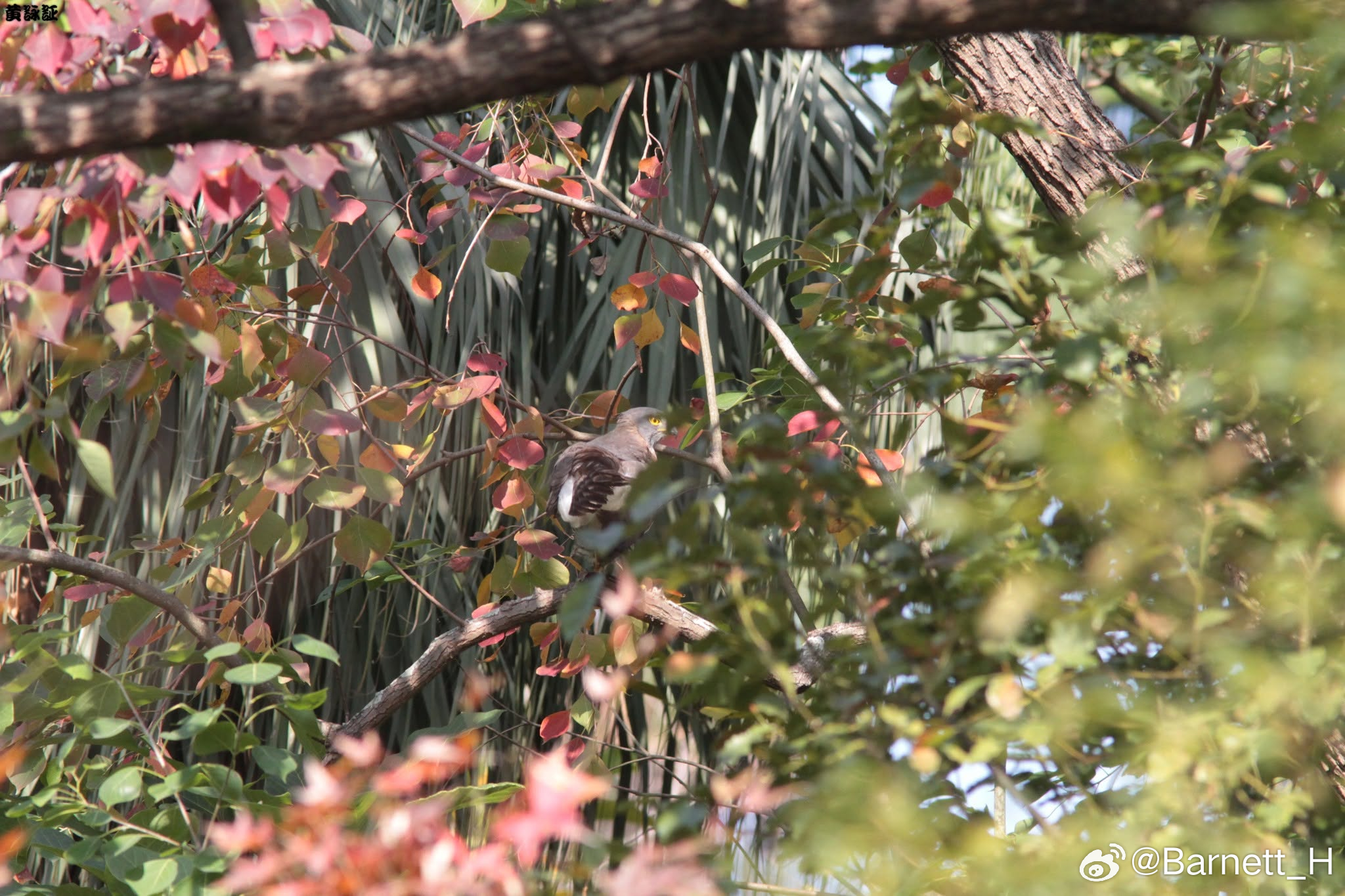 20260616，早安回到大安森林公園，那隻在烏桕的紅葉中晾翅的 Accipit