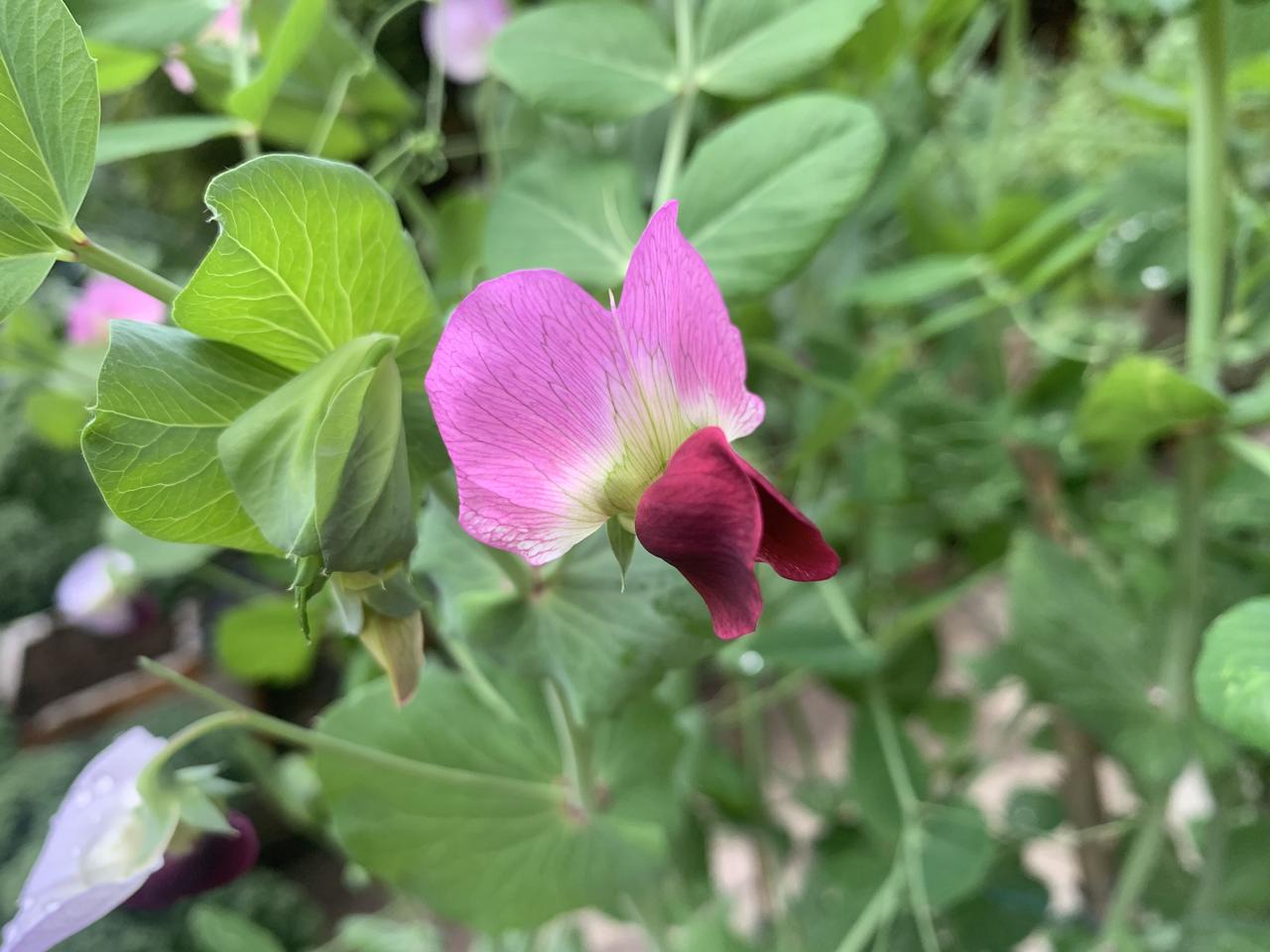 今天正月初八，开工日。
先生快六十岁，工作三十余载，依旧踏实本分，早早起床，收拾