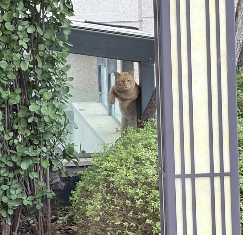 萌宠[超话] 大脸橘：我倒要看看你还喂哪个别的猫！ ​​​