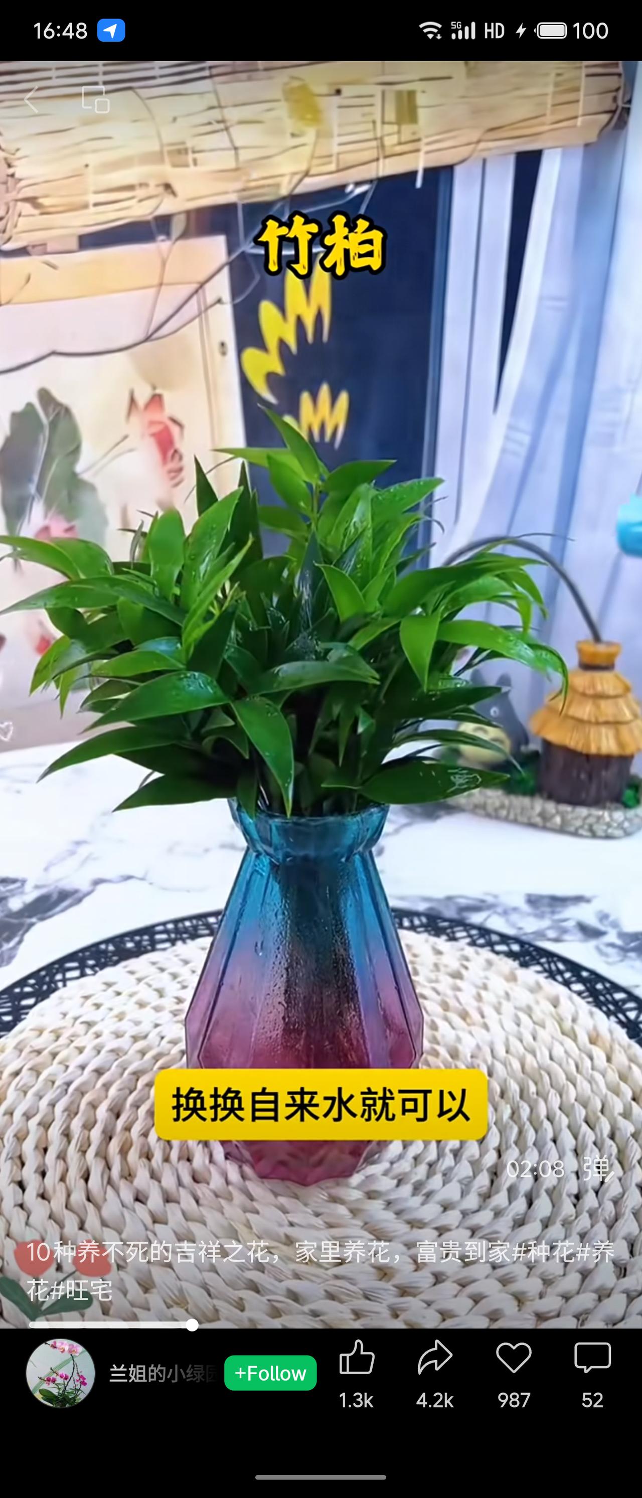 晒图笔记大赛竹柏，吉祥好养之花，水培仅需换自来水。叶片翠绿生机勃勃，置于家中增添