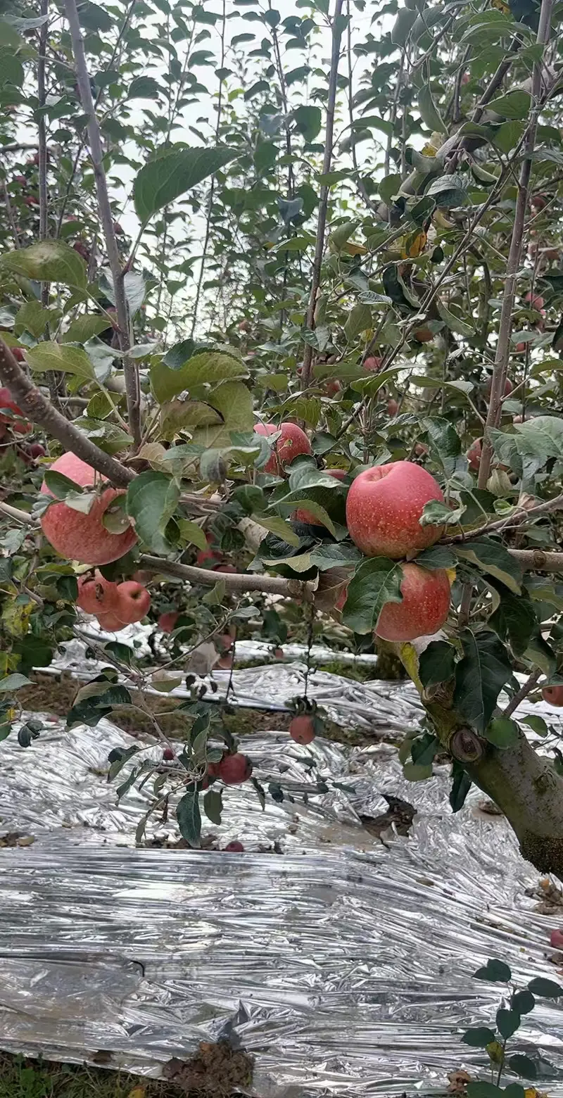 正宗昭通苹果，红彤彤的诱惑，咬下一口干脆清甜的思绪