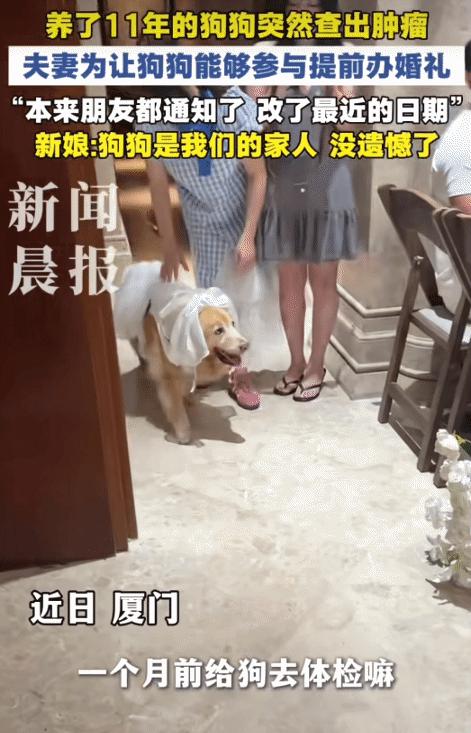 “太有爱了！”厦门，男子养了11年的狗狗突然查出肿瘤。没想到，他为了让狗狗能参与