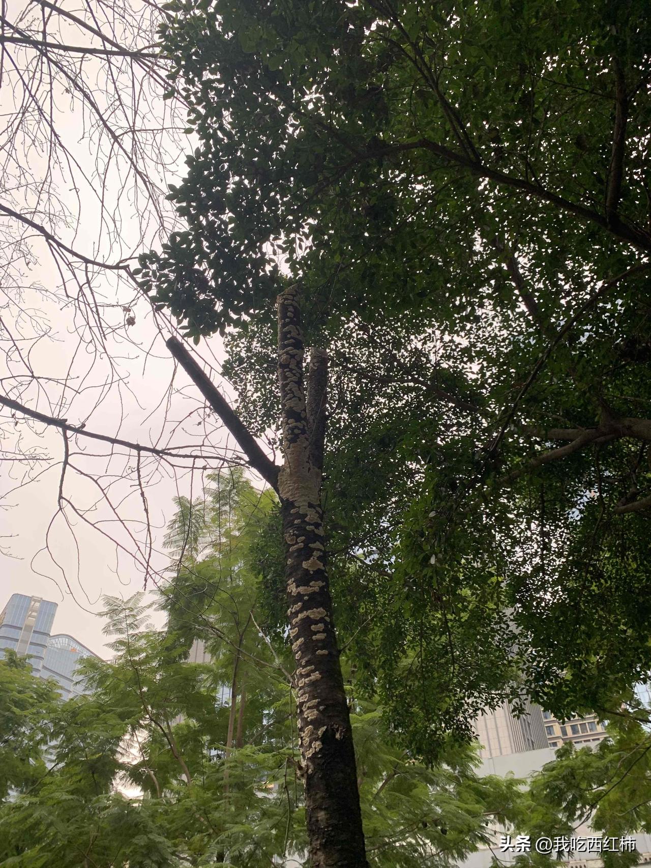 以前不明白，男男女女天天花那么多时间，倒腾那张脸，身材的意义在哪，大部分颜值基本