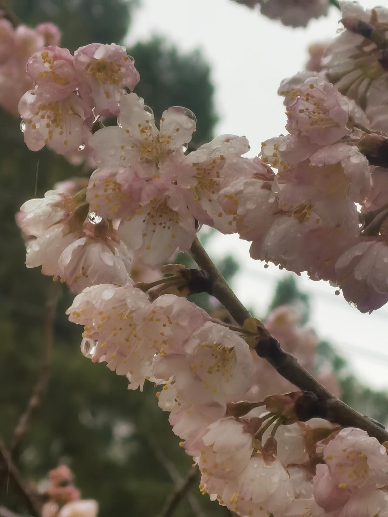 上联：花开花落情依旧，念姐邀对潮去潮来爱更浓。