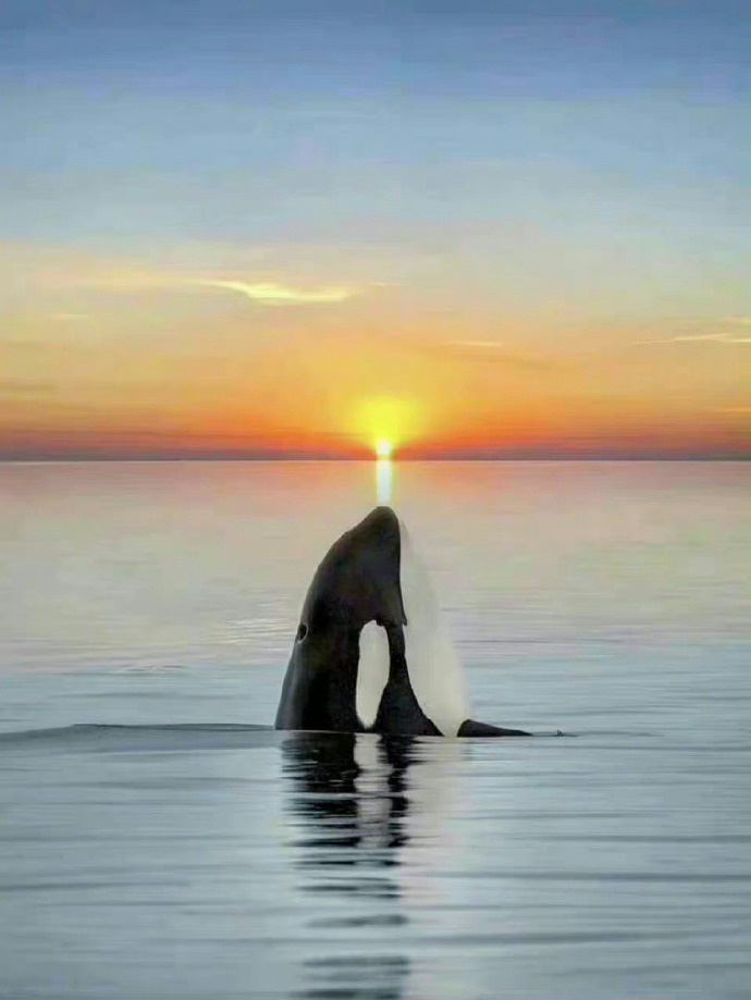 秒转这鲸鱼的人 会幸运一整年🐳  