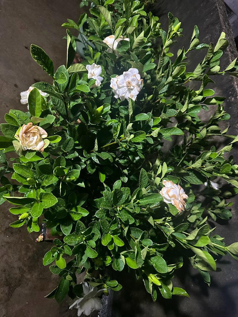 昨天才开的花被雨淋到焦黄甚至还没开出来 